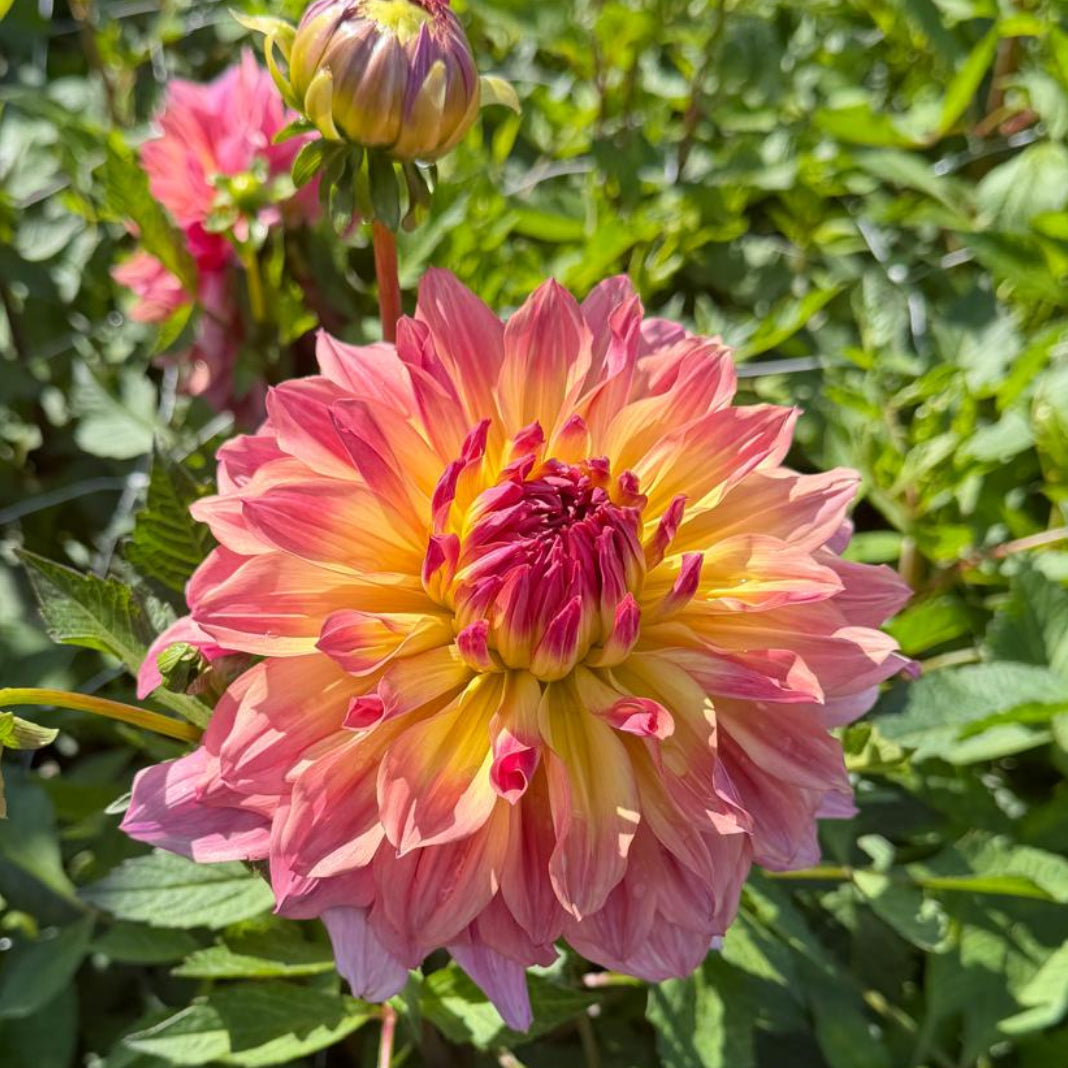 Dahlia Pasadoble Dance