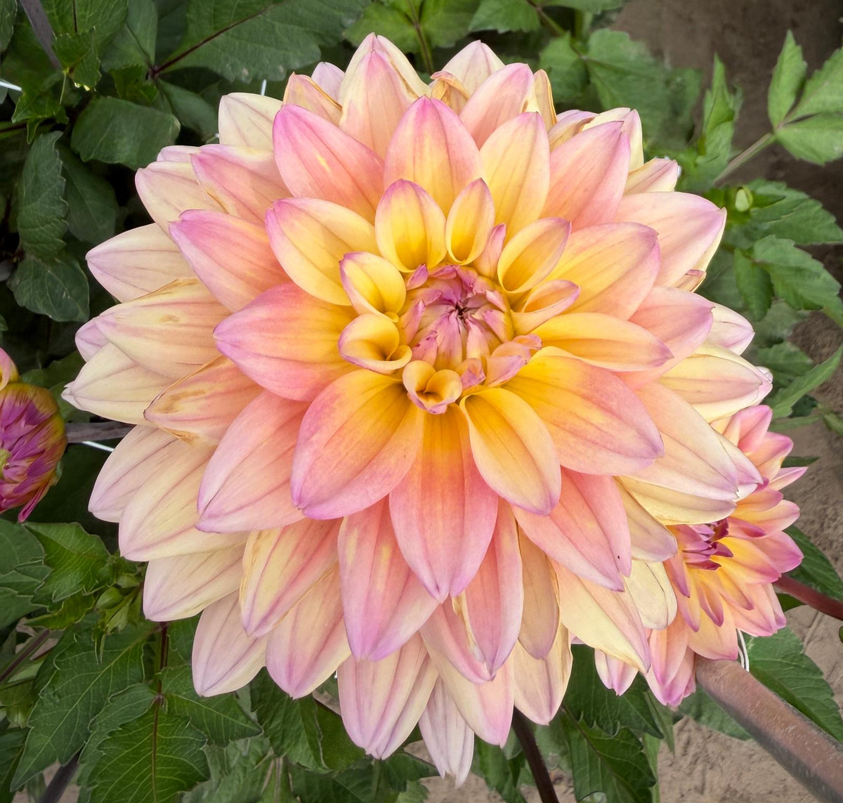 Dahlia Pasadoble Dance