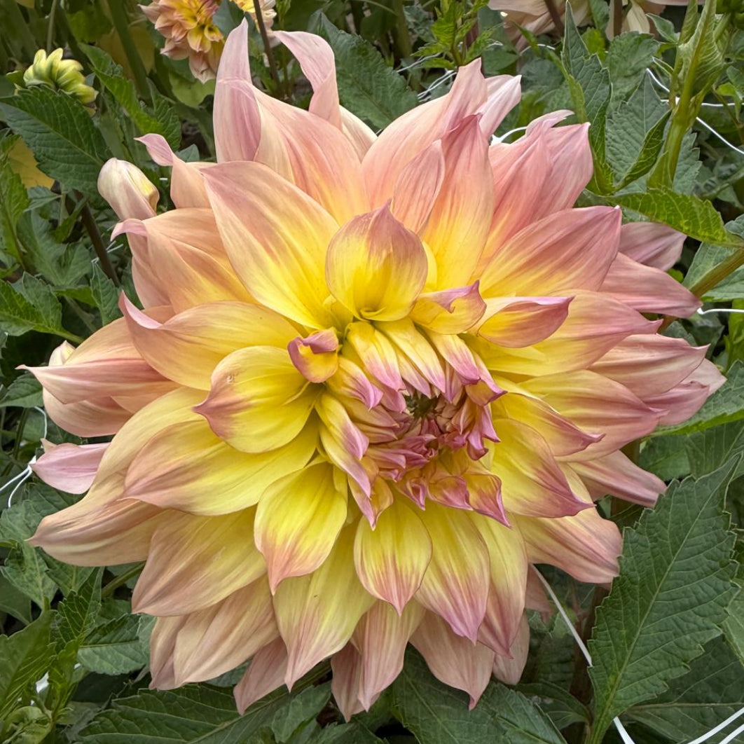 Dahlia Pasadoble Dance