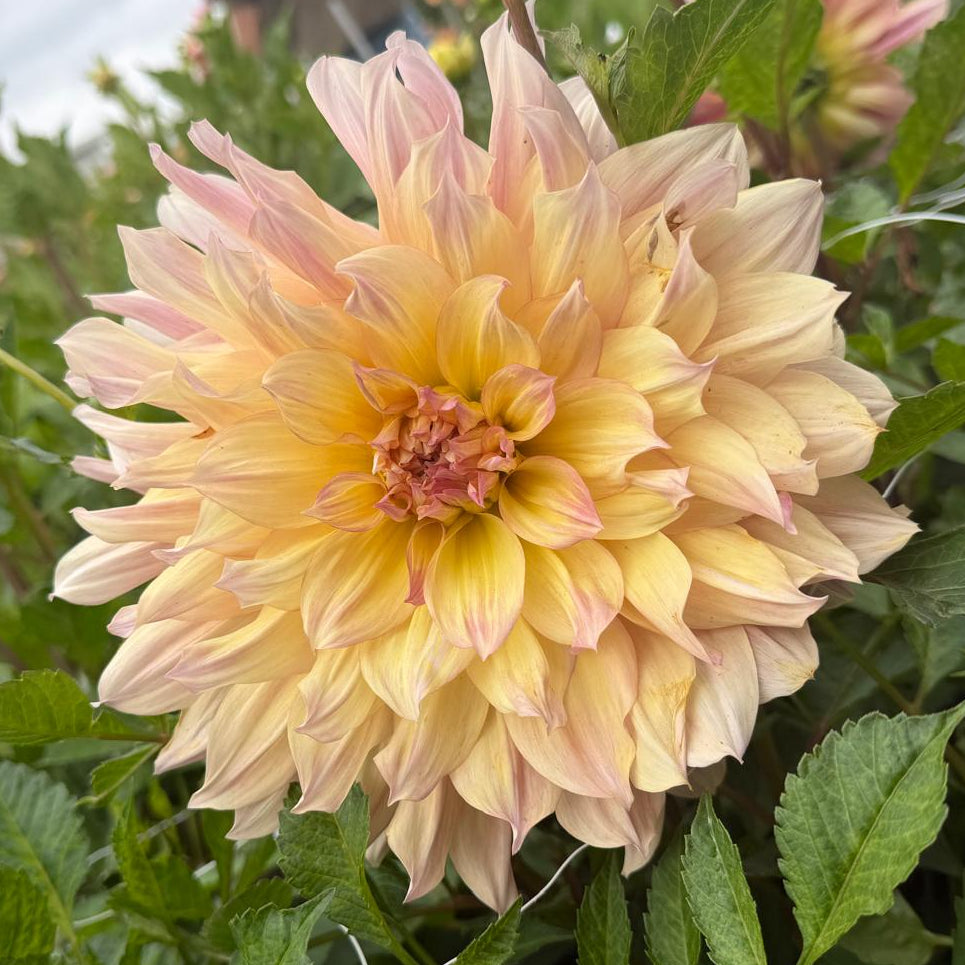 Dahlia Pasadoble Dance
