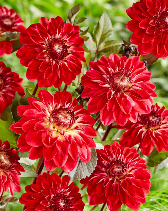 Dahlia Quin