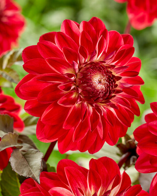 Dahlia Quin
