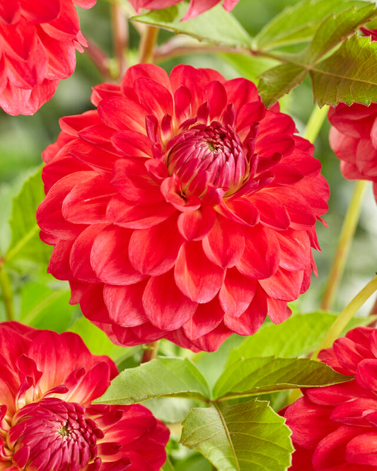 Dahlia Hullegie