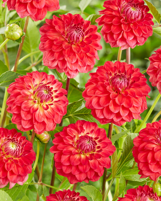 Dahlia Hullegie