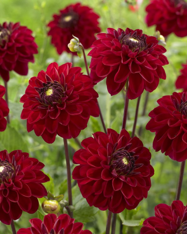 Dahlia Red Jill