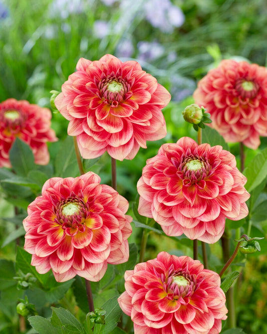 Dahlia Salmon Society
