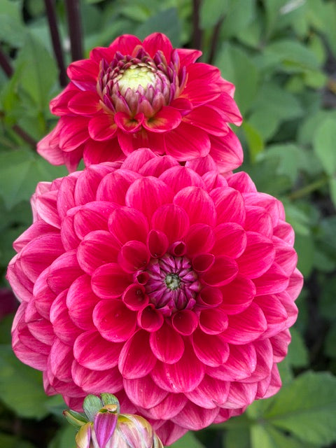 Dahlia Salmon Society