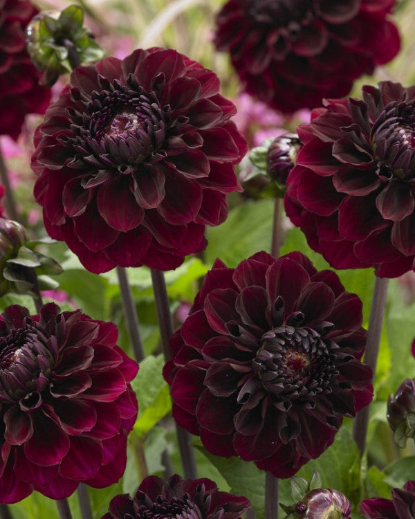 Dahlia Senior's Darkness