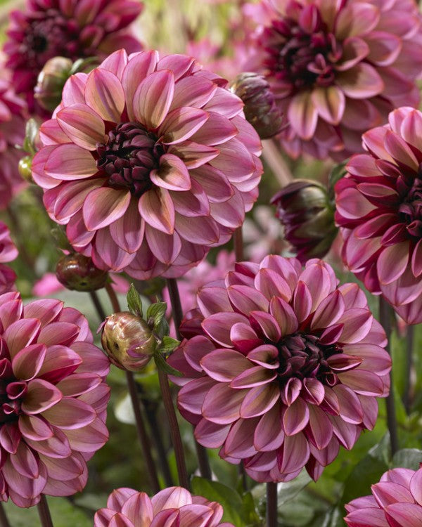 Dahlia Senior's Hope