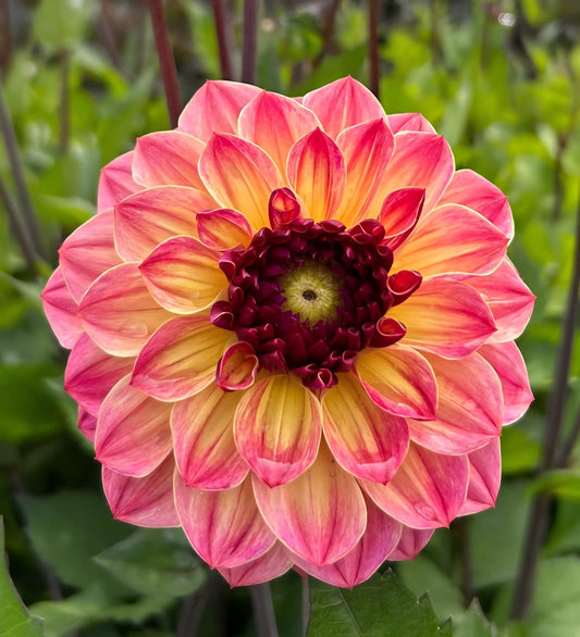 Dahlia Tara's Sunset