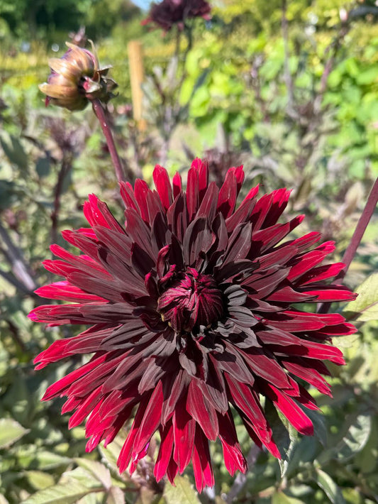 Dahlia Black Jack
