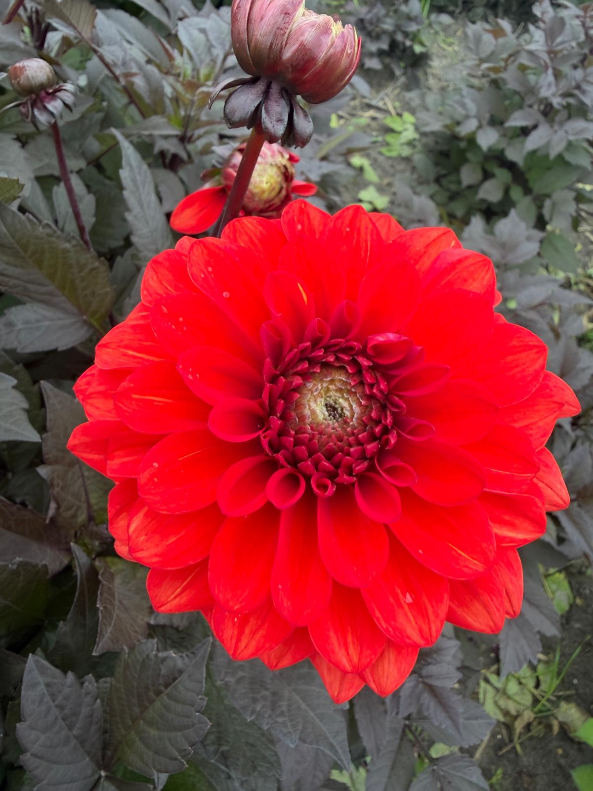 Dahlia Jenny's Favorite