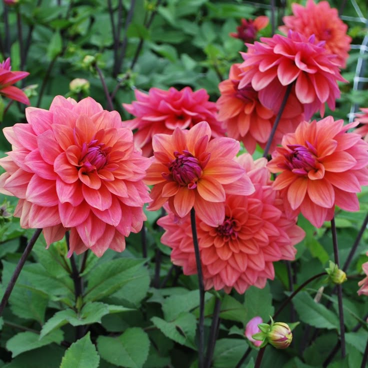 Dalia American Dawn