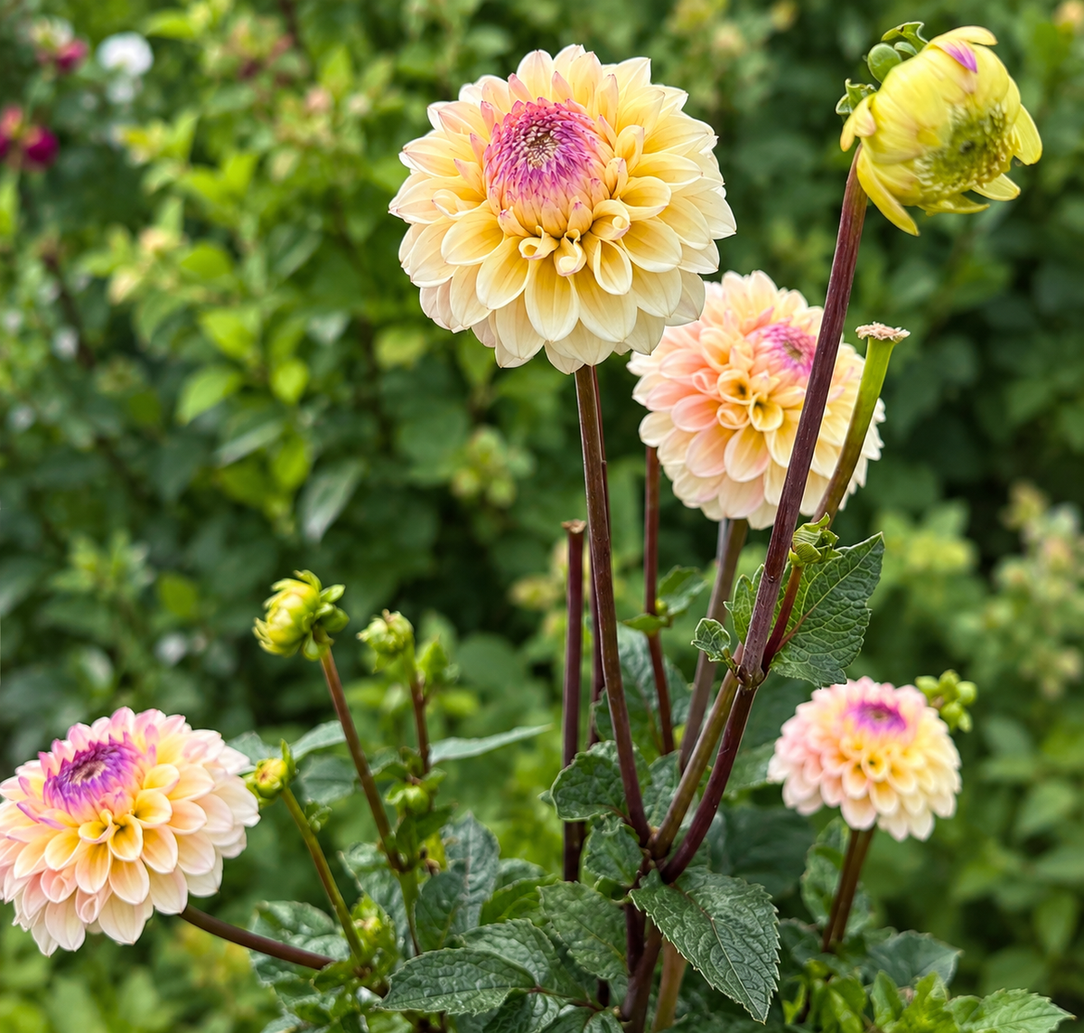 Dahlia Bolt