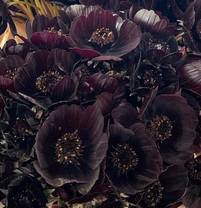 Cosmos atrosanguineus – Black Beauty - Chocoladecosmos