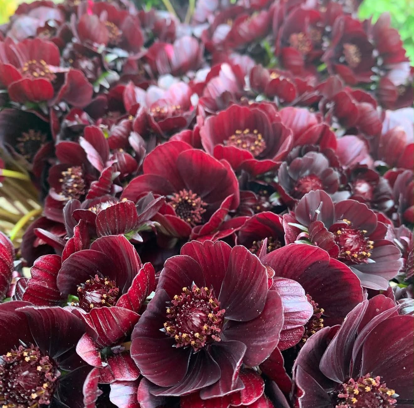 Cosmos atrosanguineus – Black Beauty - Chocoladecosmos
