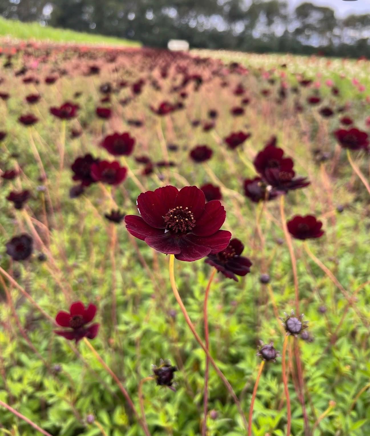 Cosmos atrosanguineus – Black Beauty - Chocoladecosmos
