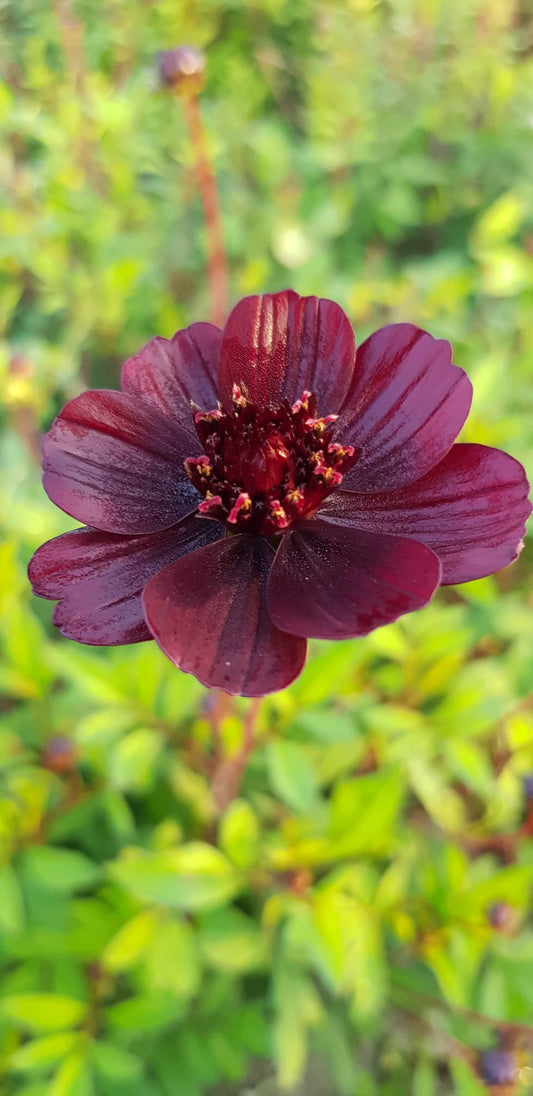 Cosmos atrosanguineus – Black Beauty - Chocoladecosmos