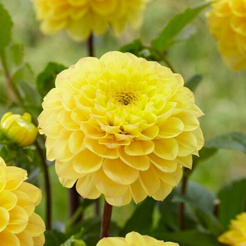 Dahlia Yellow Don