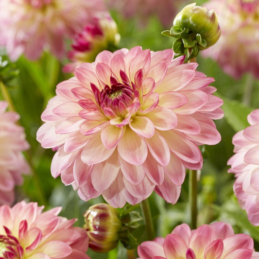Dahlia Pure Happiness