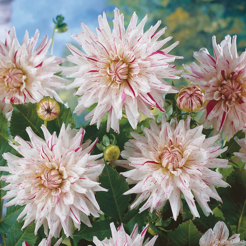 Dahlia Micks Pepermint