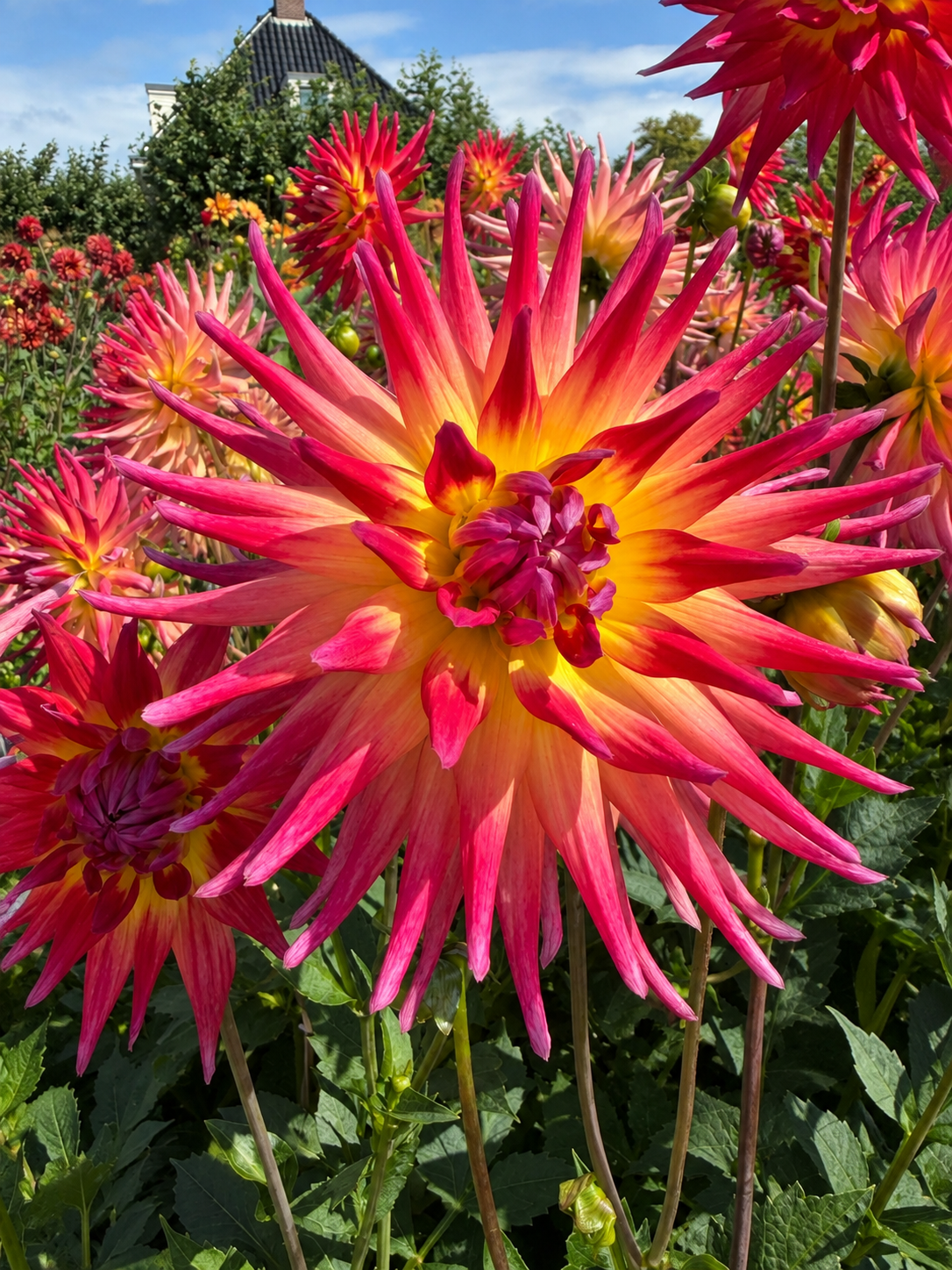 Dalia Marshmallow Mellie
