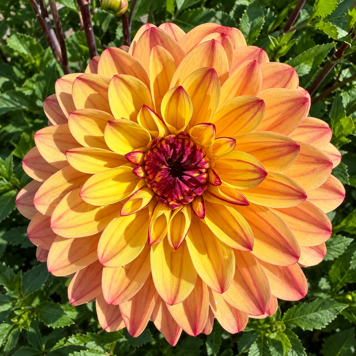 Dahlia Gelia