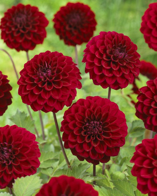 Dahlia Happy Jill