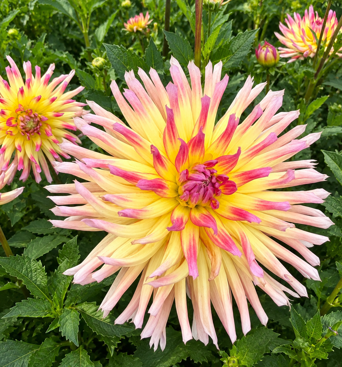 Dahlia Karma Sangria
