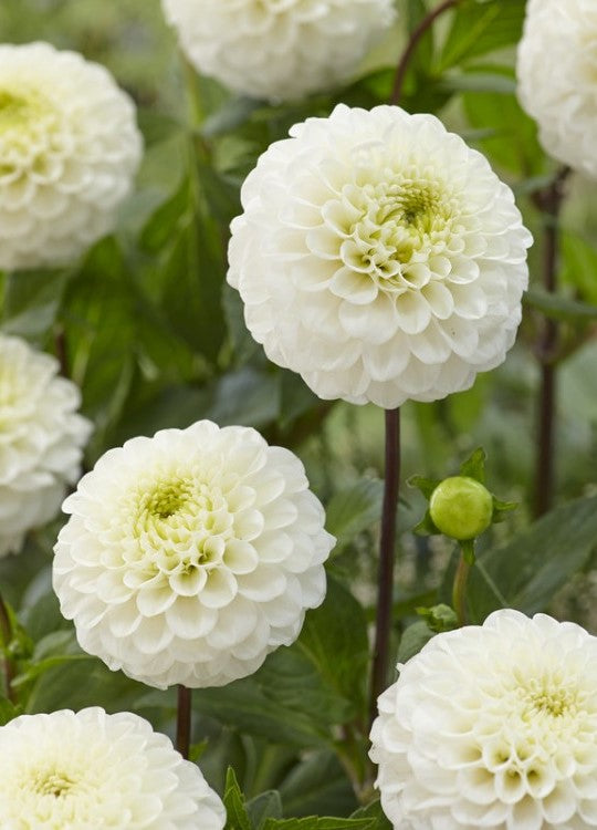 Dahlia Kona