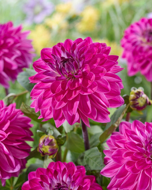 Dahlia Lilac Lyric