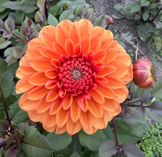 Dahlia Love of my Life