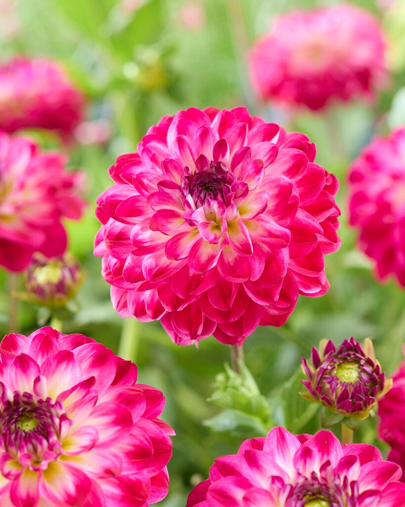 Dahlia Marshmallow Mellie