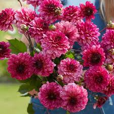 Dahlia Muchacha