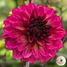Dahlia Muchacha