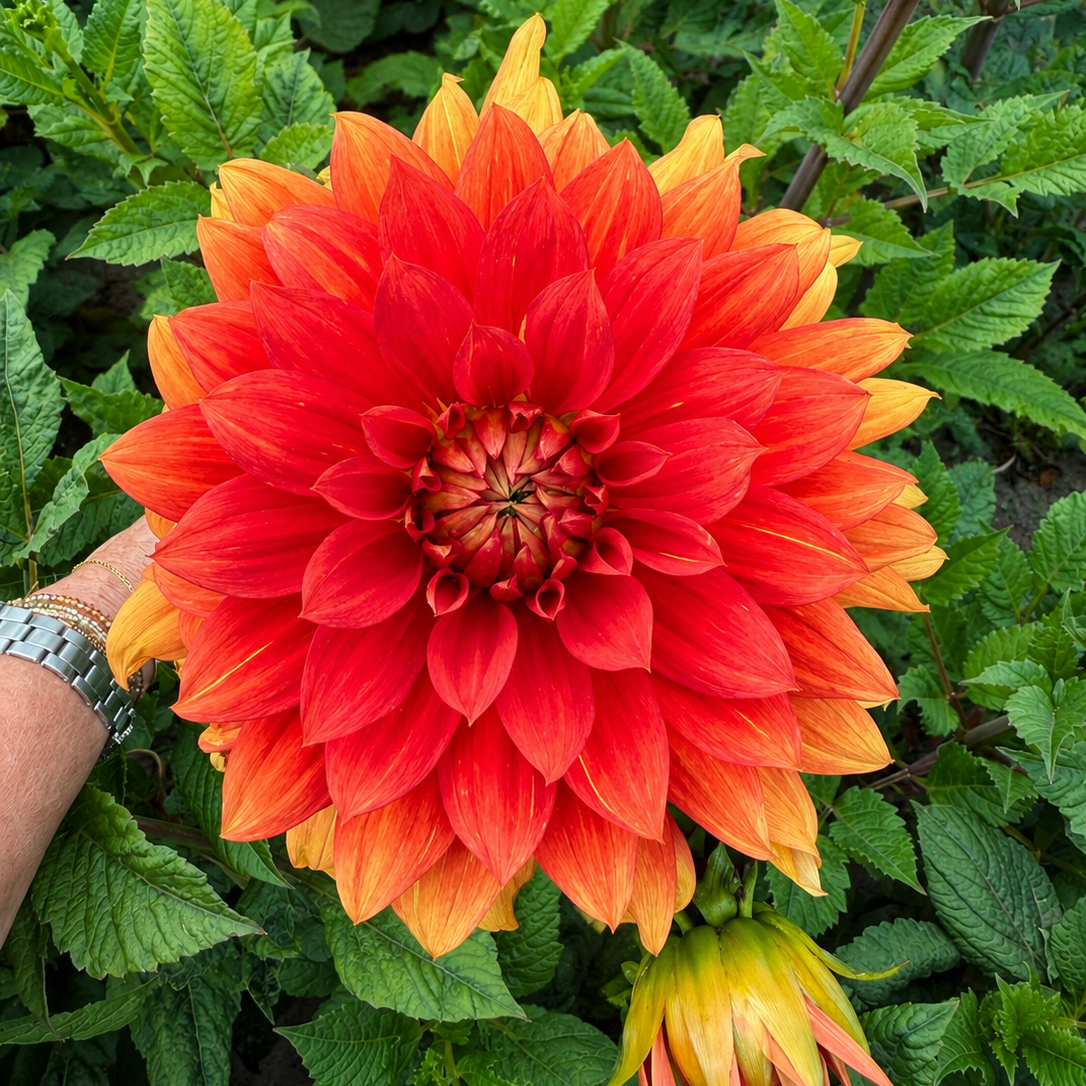 Dalia Naranja Amanecer