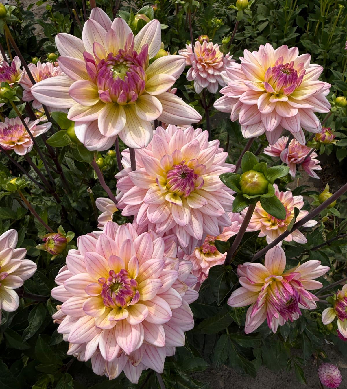 Dahlia Pink Magic