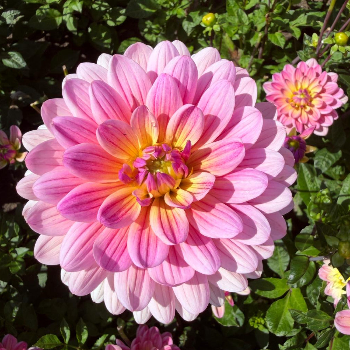 Dahlia Pink Magic