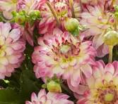 Dahlia Pure Happiness