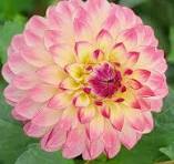 Dahlia Pure Happiness