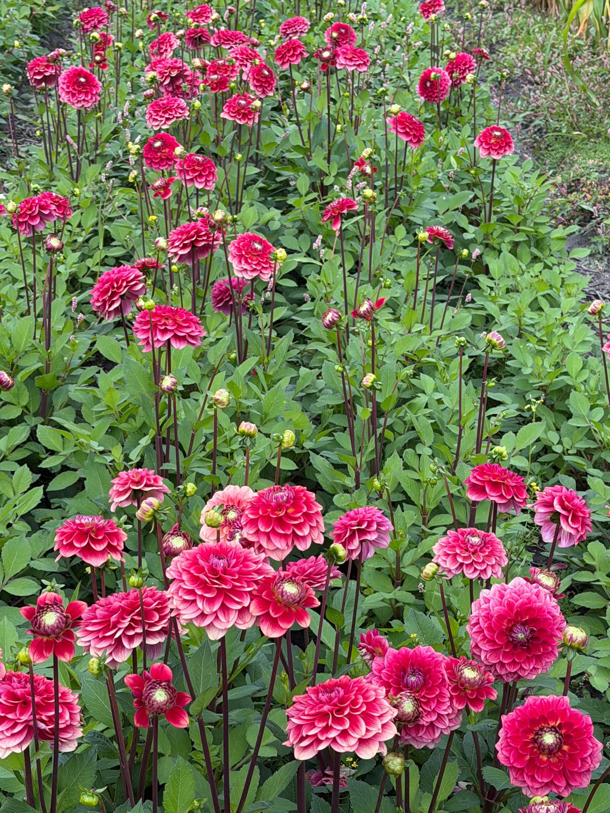 Dahlia Salmon Society