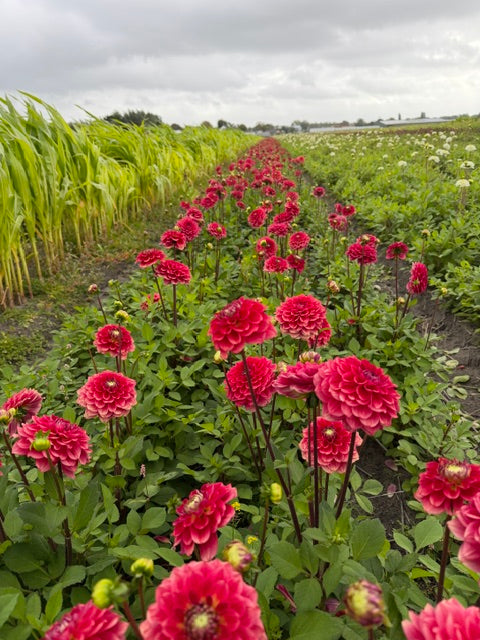 Dahlia Salmon Society
