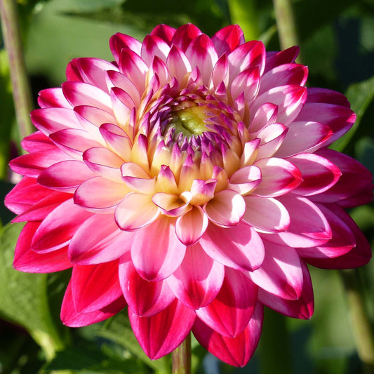 Dahlia Senior's Dream
