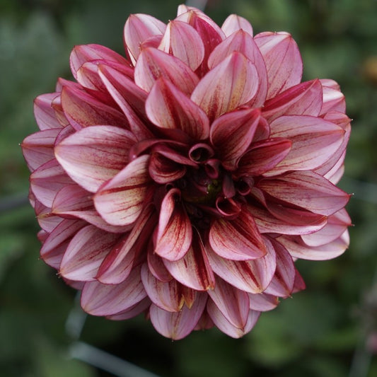Dahlia Senior's Hope