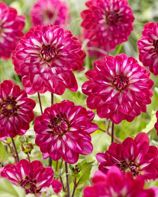 Dahlia Smiling Don