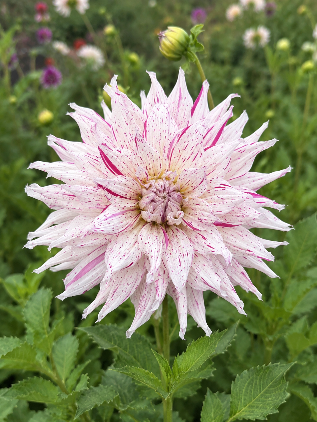 Dahlia Micks Pepermint