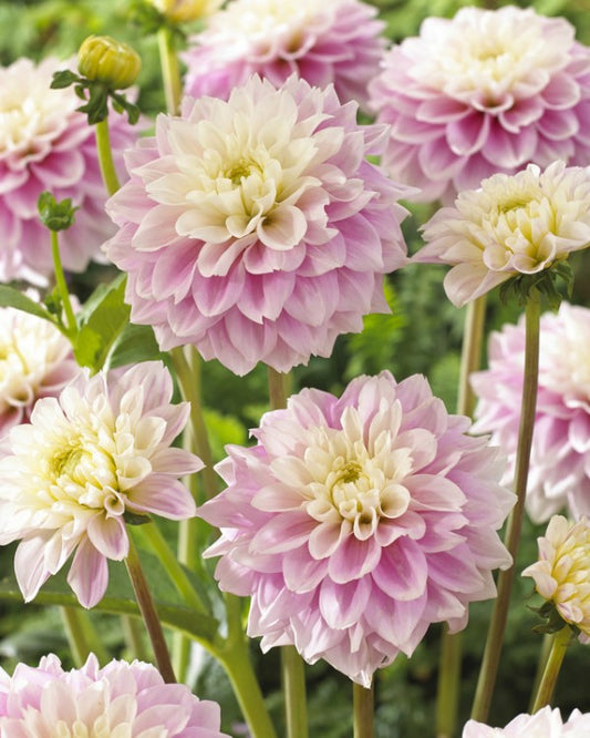 Dahlia Sweet Love