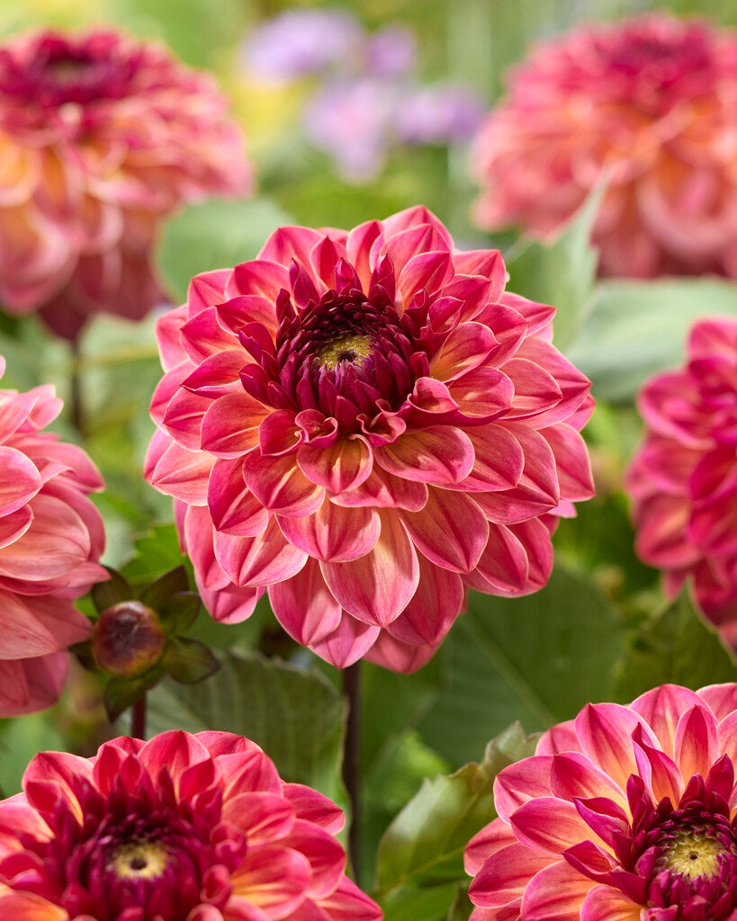 Dahlia Tara's Sunset