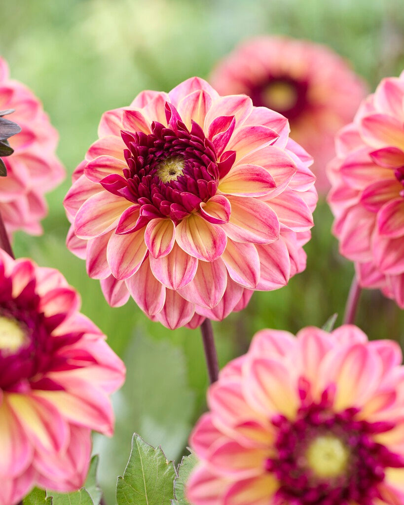 Dahlia Tara's Sunset