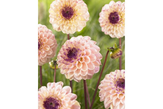 Dahlia Wine Eyed Jill